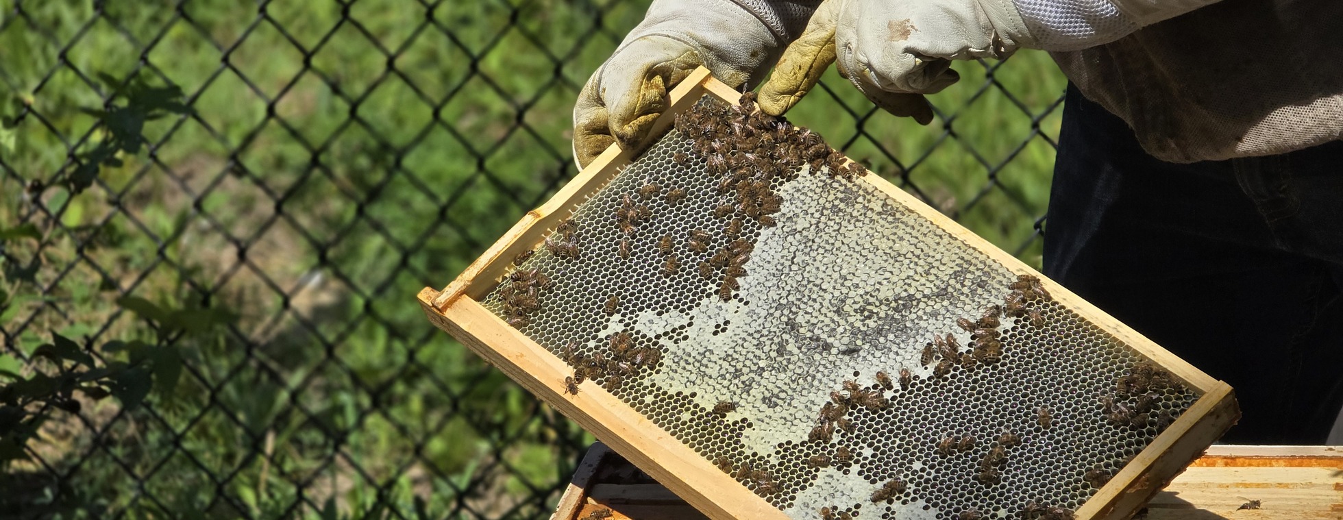 Saturday Summer Series: Beekeeping Basics